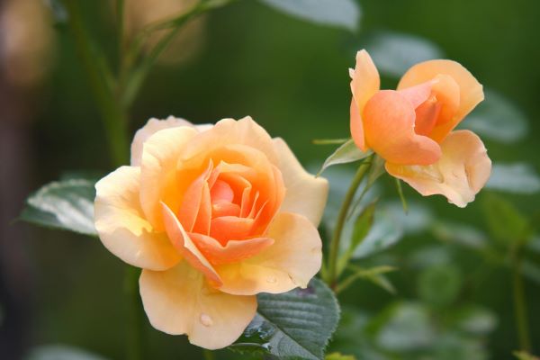 if I die - telugu love poetry - rose petals