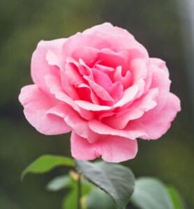 Rose Day Greetings To You -Telugu poetry - Rose Flower