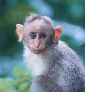 Monkey Fever in India